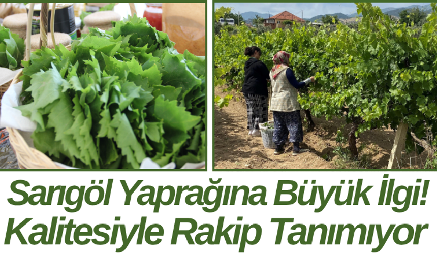 Sarıgöl Yaprağına Büyük İlgi! Kalitesiyle Rakip Tanımıyor