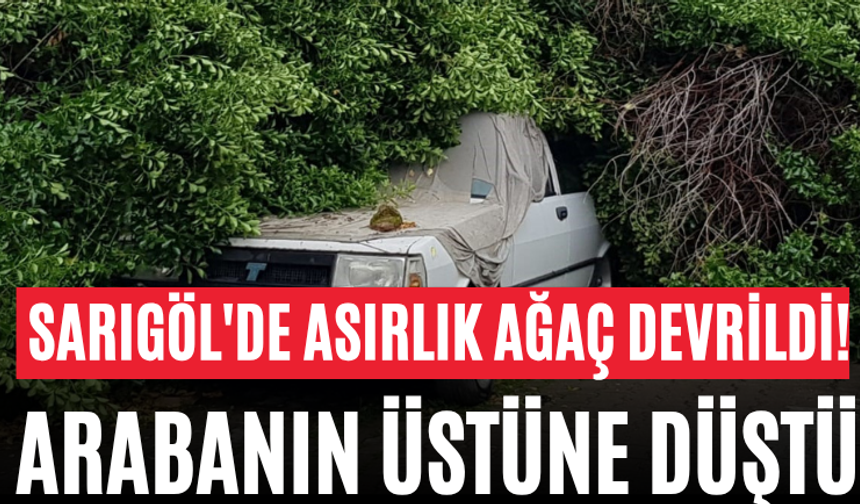 Sarıgöl'de Asırlık Ağaç Devrildi! Arabanın Üstüne Düştü