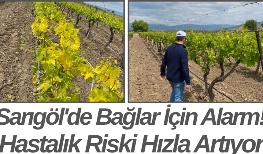 Sarıgöl'de Bağlar İçin Alarm! Hastalık Riski Hızla Artıyor