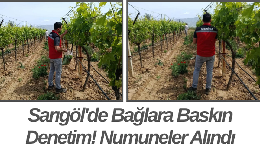 Sarıgöl'de Bağlara Baskın Denetim! Numuneler Alındı