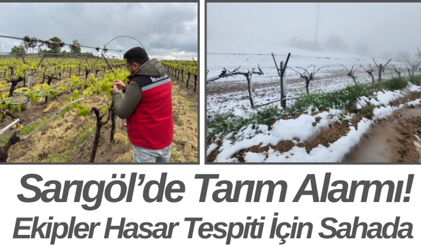 Sarıgöl’de Tarım Alarmı! Ekipler Hasar Tespiti İçin Sahada