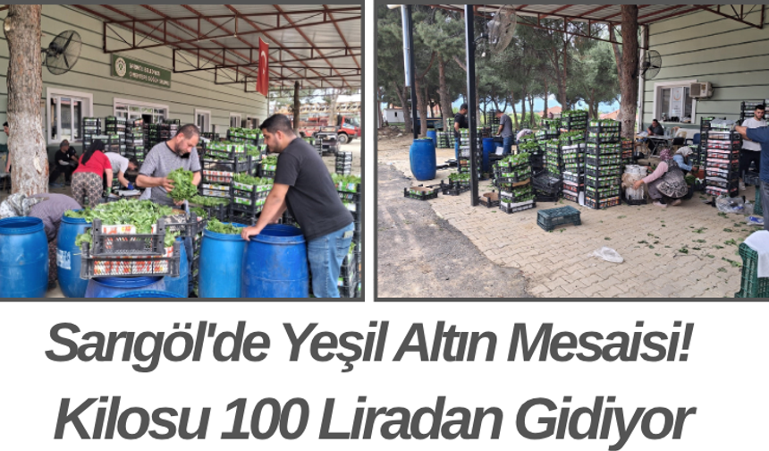Sarıgöl'de Yeşil Altın Mesaisi! Kilosu 100 Liradan Gidiyor