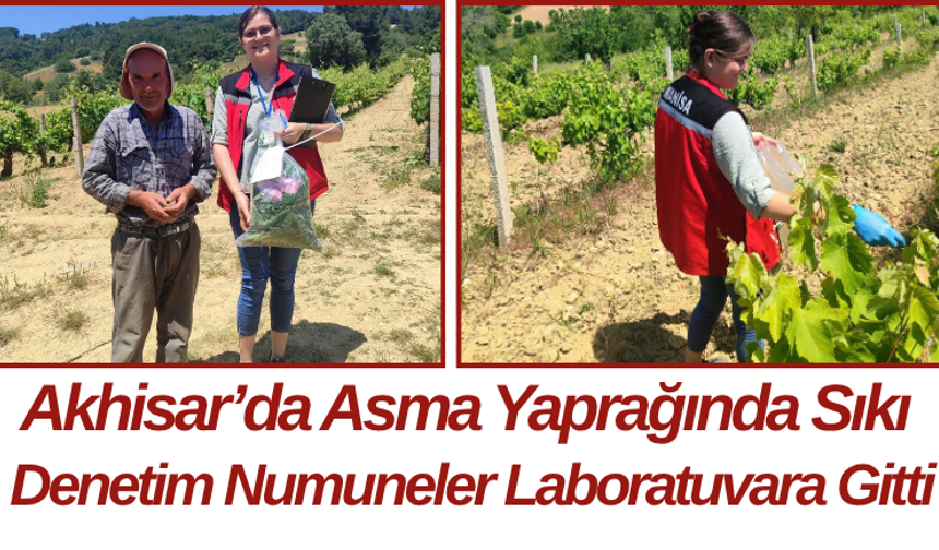 Akhisar’da Asma Yaprağında Sıkı Denetim Numuneler Laboratuvara Gitti