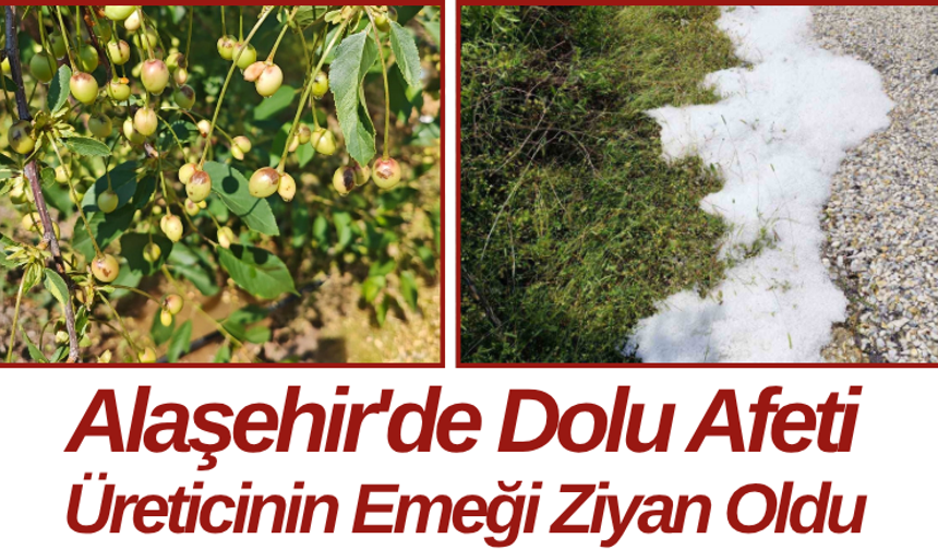 Alaşehir'de Dolu Afeti Üreticinin Emeği Ziyan Oldu