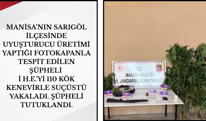 Manisa’da Ormanlık Alanda Kenevir Operasyonu!