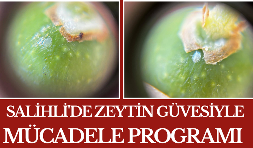 Salihli'de Zeytin Güvesiyle Mücadele Programı