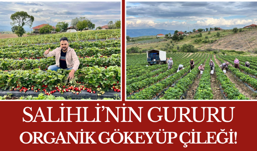 Salihli’nin Gururu Organik Gökeyüp Çileği!