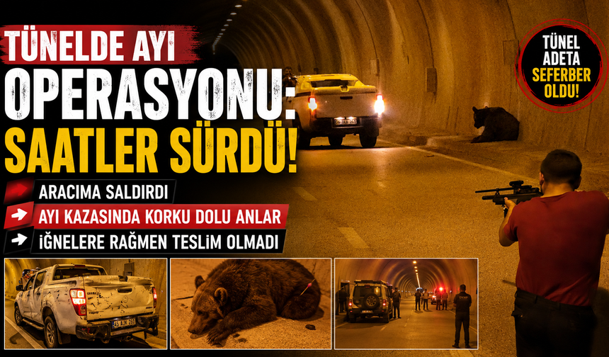 Tünelde Ayı Kazası Yaralı Ayı Ekipleri Peşinden Koşturdu