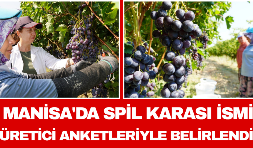 Manisa'da Spil Karası İsmi Üretici Anketleriyle Belirlendi