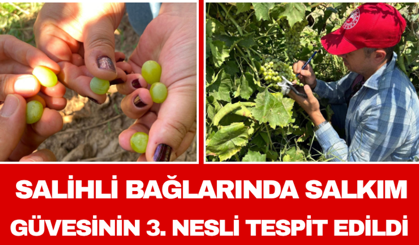 Salihli Bağlarında Salkım Güvesinin 3. Nesli Tespit Edildi