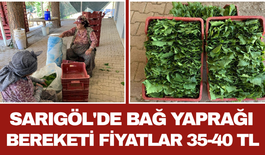 Sarıgöl'de Bağ Yaprağı Bereketi Fiyatlar 35-40 TL