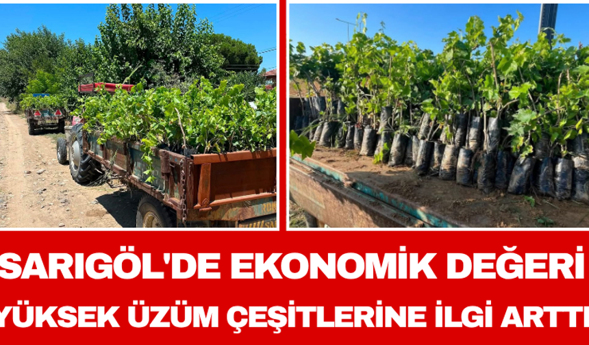 Sarıgöl'de Ekonomik Değeri Yüksek Üzüm Çeşitlerine İlgi Arttı