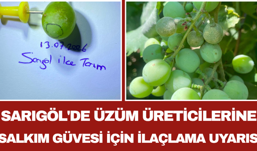 Sarıgöl'de Üzüm Üreticilerine Salkım Güvesi İçin İlaçlama Uyarısı