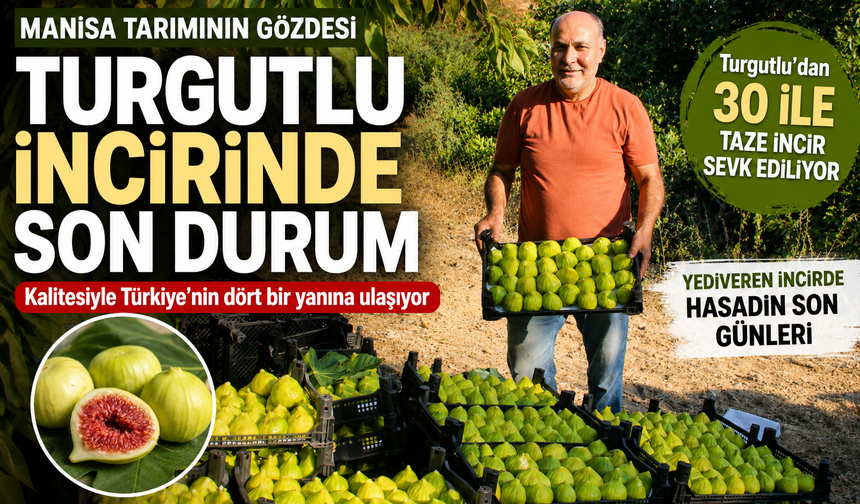 Turgutlu İnciri 50 Liradan Yeniden 250 Liraya Fırladı