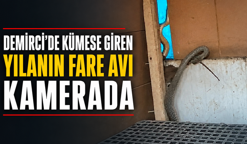 Demirci’de Kümese Giren Yılanın Fare Avı Kamerada