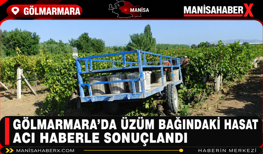 Gölmarmara’da Üzüm Bağındaki Hasat Acı Haberle Sonuçlandı