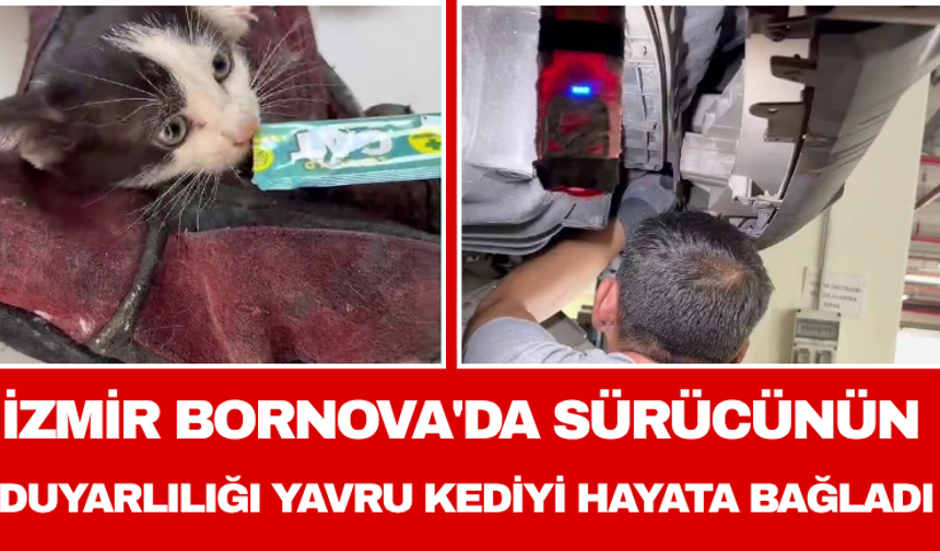 İzmir Bornova'da sürücünün duyarlılığı yavru kediyi hayata bağladı