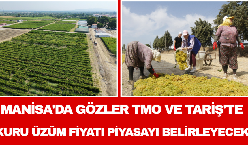 Manisa'da gözler TMO ve TARİŞ'te: Kuru üzüm fiyatı piyasayı belirleyecek
