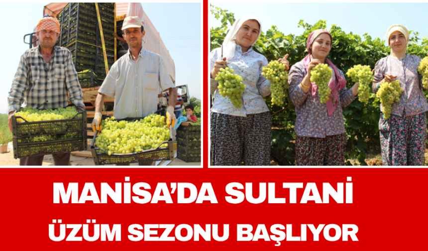 Manisa’da Sultani Üzüm Sezonu Başlıyor