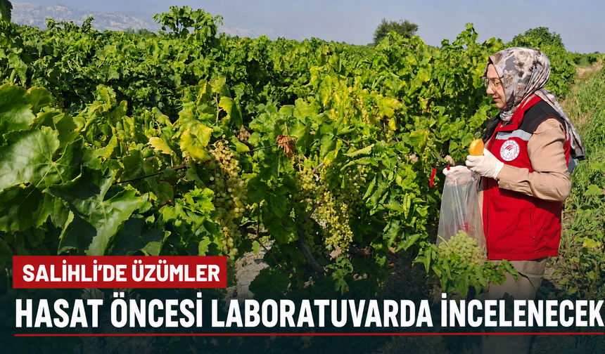 Salihli’de Üzümler Hasat Öncesi Laboratuvarda İncelenecek