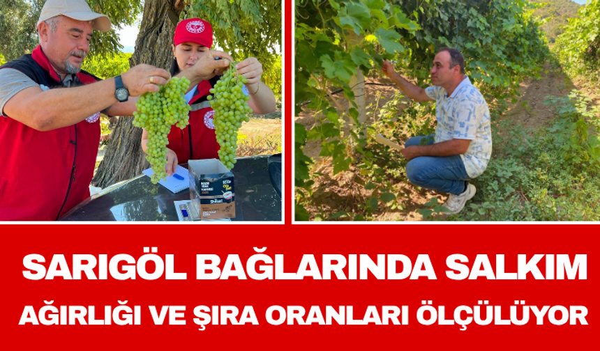Sarıgöl Bağlarında Salkım Ağırlığı ve Şıra Oranları Ölçülüyor