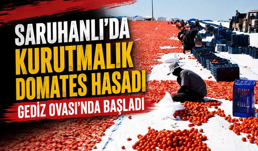 Saruhanlı kurutmalık domates hasadı Gediz Ovası'nda başladı