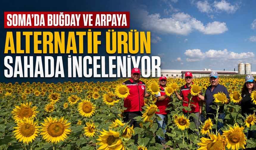 Soma’da Buğday ve Arpaya Alternatif Ürün Sahada İnceleniyor