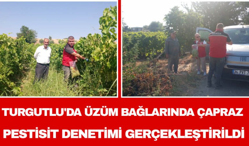 Turgutlu'da üzüm bağlarında çapraz pestisit denetimi gerçekleştirildi