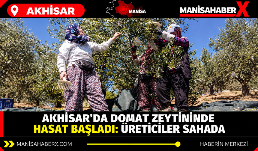 Akhisar’da Domat zeytininde hasat başladı: Üreticiler sahada