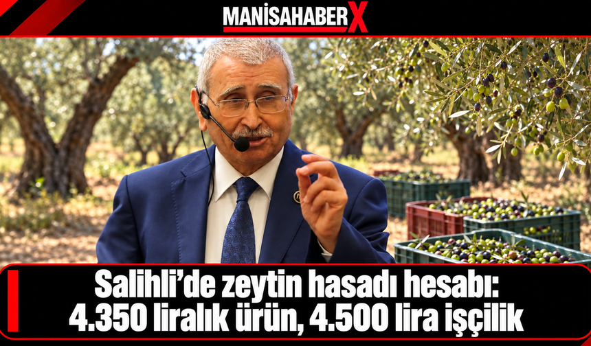 Salihli’de zeytin hasadı hesabı: 4.350 liralık ürün, 4.500 lira işçilik