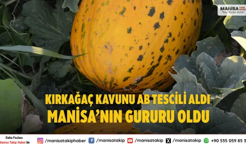 Kırkağaç Kavunu AB Tescili Aldı Manisa’nın Gururu Oldu