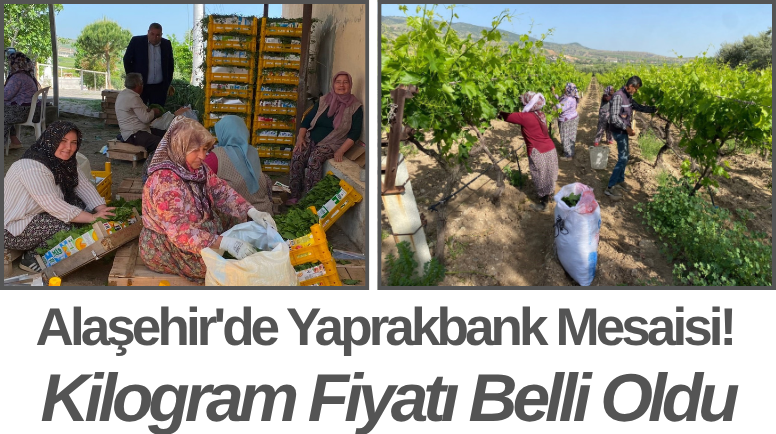 Alaşehir'de Yaprakbank Mesaisi! Kilogram Fiyatı Belli Oldu