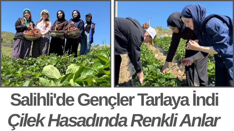 Salihli'de Gençler Tarlaya İndi Çilek Hasadında Renkli Anlar