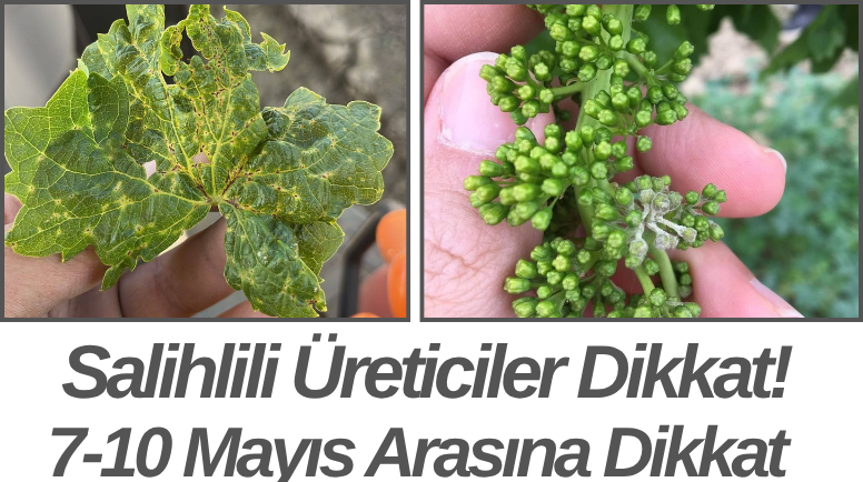 Salihlili Üreticiler Dikkat! 7-10 Mayıs Arasına Dikkat
