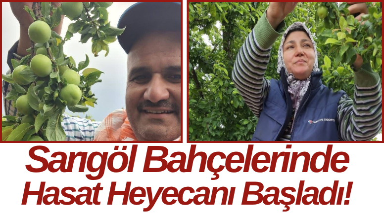 Sarıgöl Bahçelerinde Hasat Heyecanı Başladı!