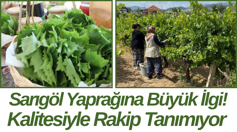 Sarıgöl Yaprağına Büyük İlgi! Kalitesiyle Rakip Tanımıyor