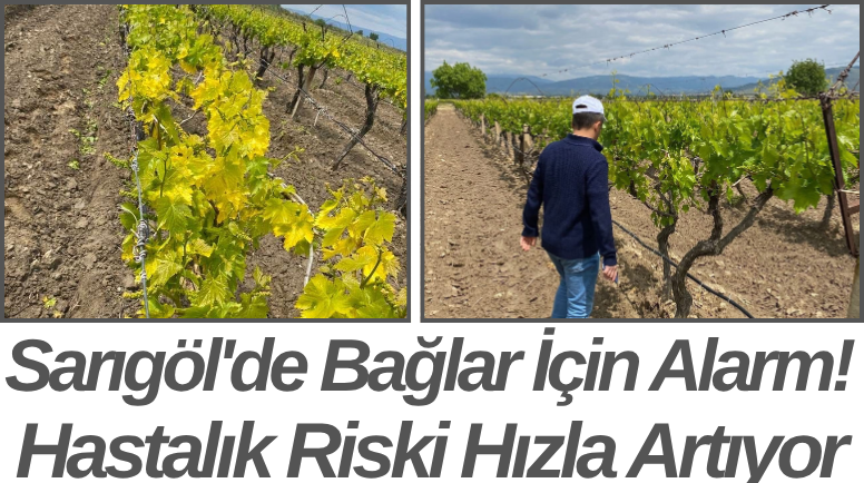 Sarıgöl'de Bağlar İçin Alarm! Hastalık Riski Hızla Artıyor