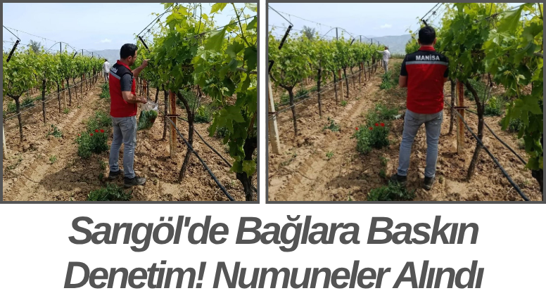 Sarıgöl'de Bağlara Baskın Denetim! Numuneler Alındı