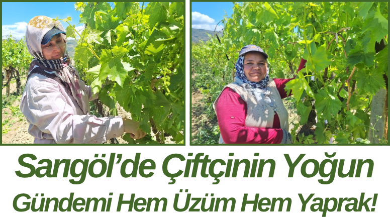 Sarıgöl’de Çiftçinin Yoğun Gündemi Hem Üzüm Hem Yaprak!