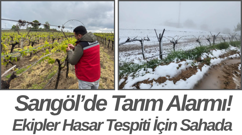 Sarıgöl’de Tarım Alarmı! Ekipler Hasar Tespiti İçin Sahada
