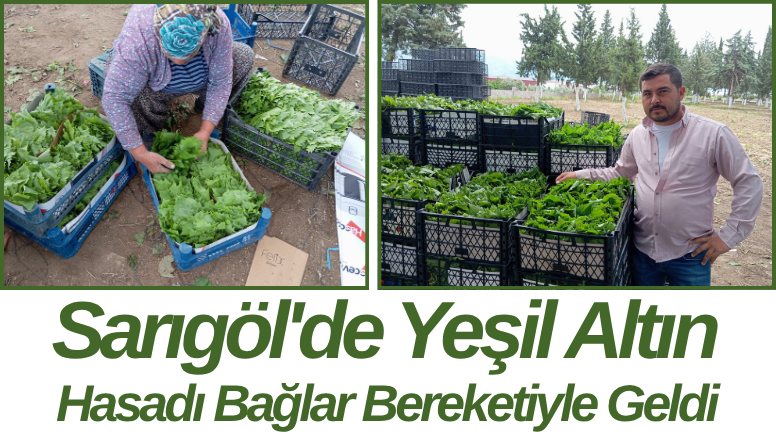 Sarıgöl'de Yeşil Altın Hasadı Bağlar Bereketiyle Geldi
