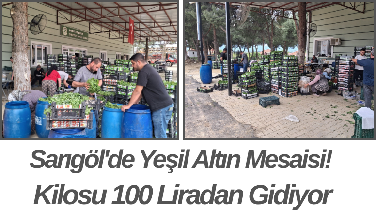 Sarıgöl'de Yeşil Altın Mesaisi! Kilosu 100 Liradan Gidiyor