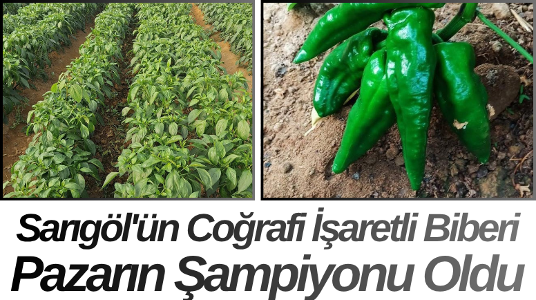 Sarıgöl'ün Coğrafi İşaretli Biberi Pazarın Şampiyonu Oldu