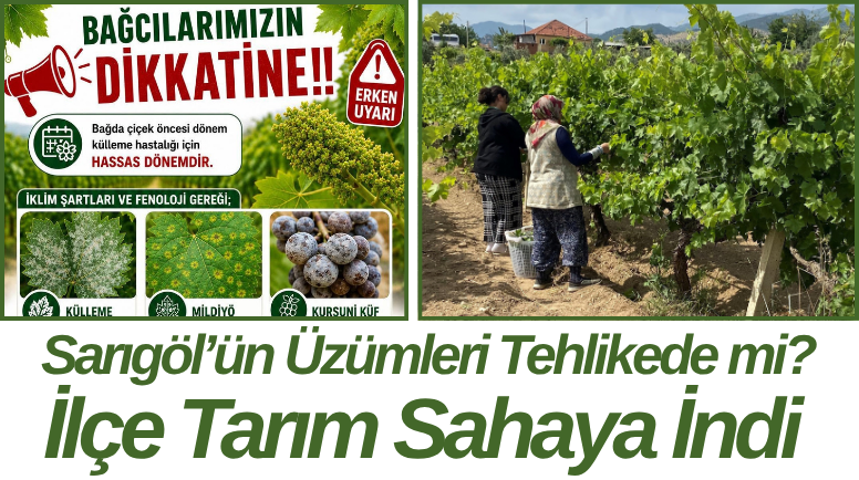 Sarıgöl’ün Üzümleri Tehlikede mi? İlçe Tarım Sahaya İndi