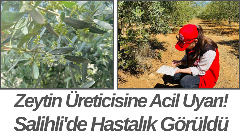 Zeytin Üreticisine Acil Uyarı! Salihli'de Hastalık Görüldü
