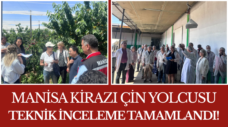 Manisa Kirazı Çin Yolcusu Teknik İnceleme Tamamlandı!