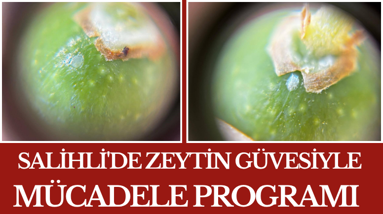 Salihli'de Zeytin Güvesiyle Mücadele Programı