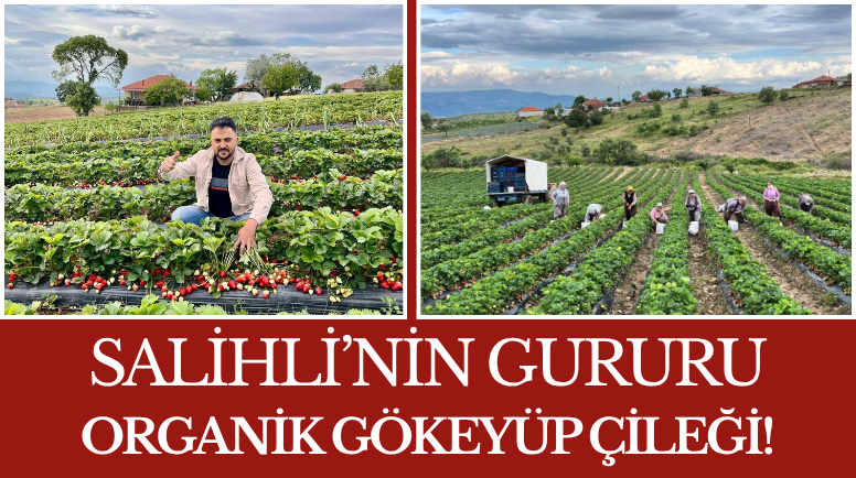 Salihli’nin Gururu Organik Gökeyüp Çileği!