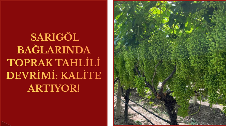Sarıgöl Bağlarında "Toprak Tahlili" Devrimi: Kalite Artıyor!