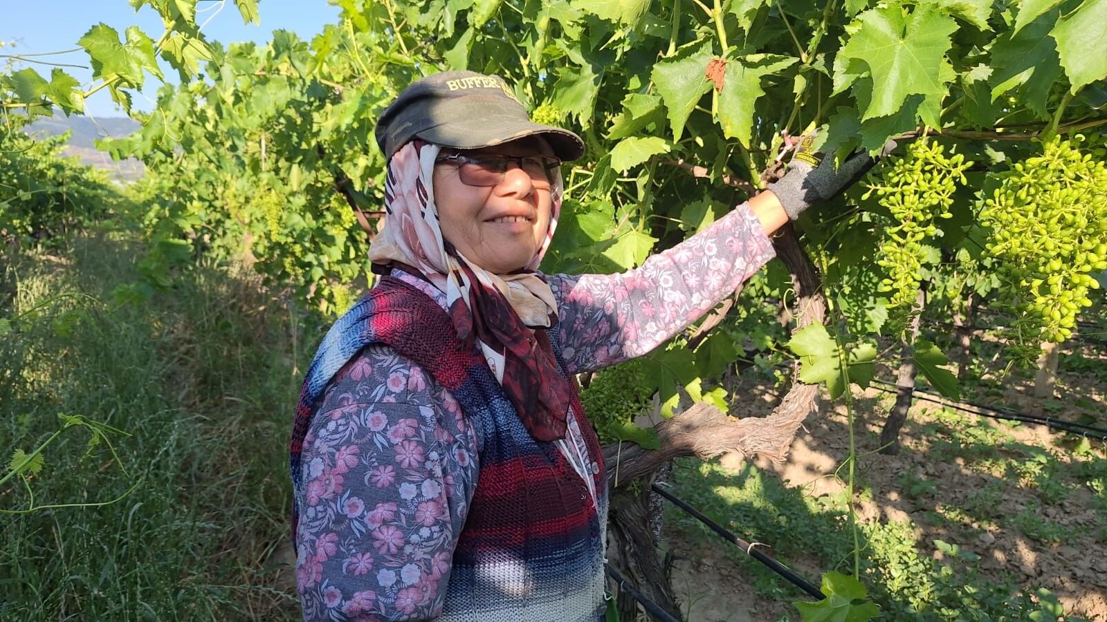 Sarıgöl’de Üzüm Bağlarında İmece Dönemi (2)